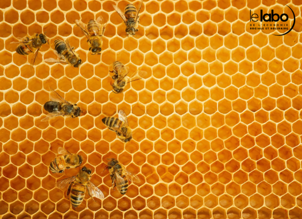 Abeilles qui mutualisent leurs ressources